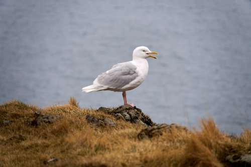 _DSC7503