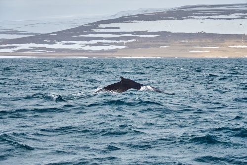 _DSC7936