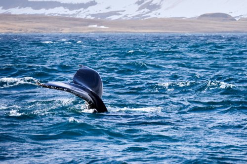 _DSC7962