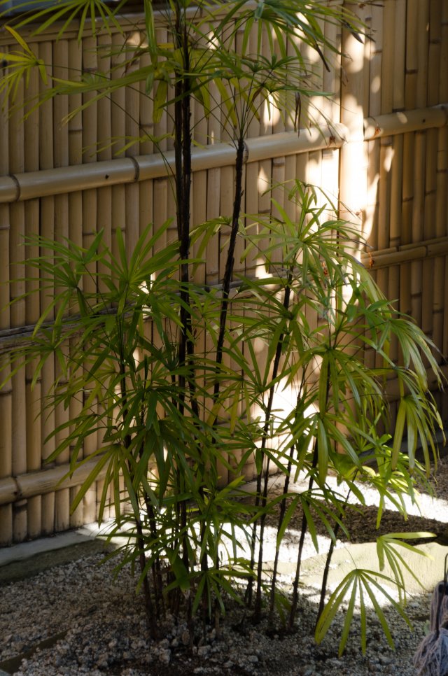 02-Kyoto1_20120407_0189